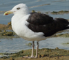 1cy fuscus in August, ringed in Finland. (81365 bytes)